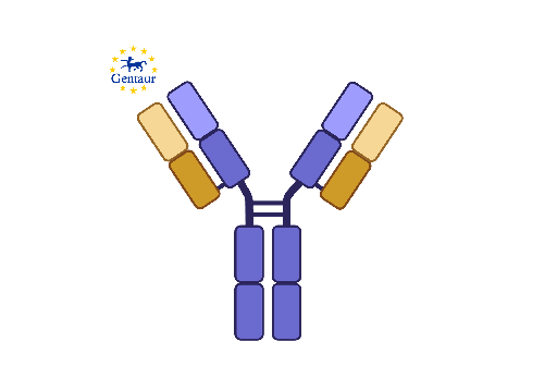 [GEN-PAB77963-1] Anti-APOC2 Antibody